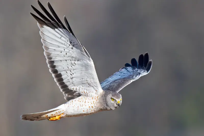 Photo of adult male Northern Harrier in flight