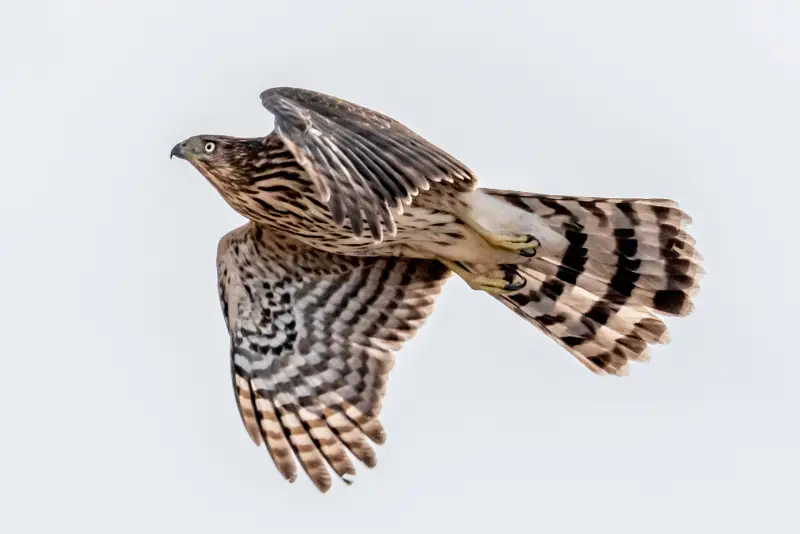 Photo of juvenile Cooper's Hawk in flight