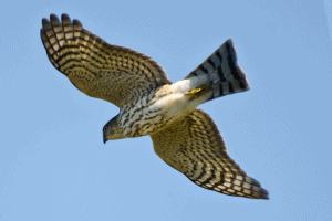 Hawks with striped tails – Global Birding Initiative