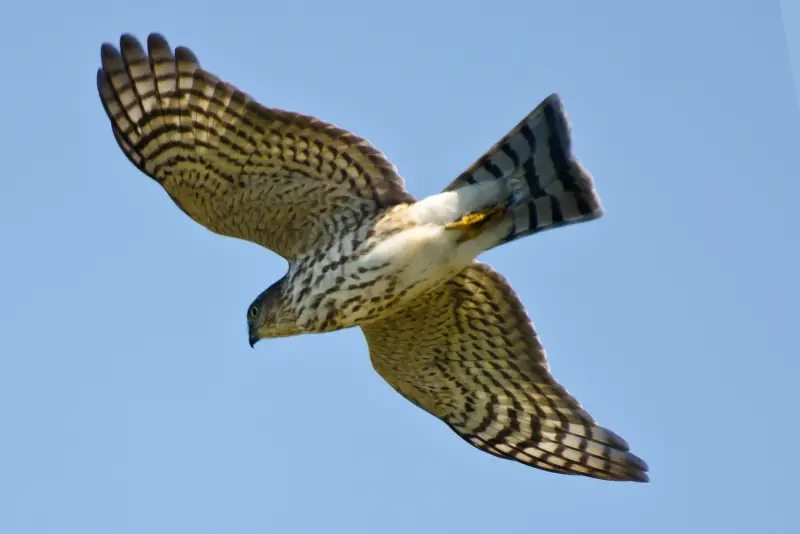Photo of juvenile Sharp-shinned Hawk in flight