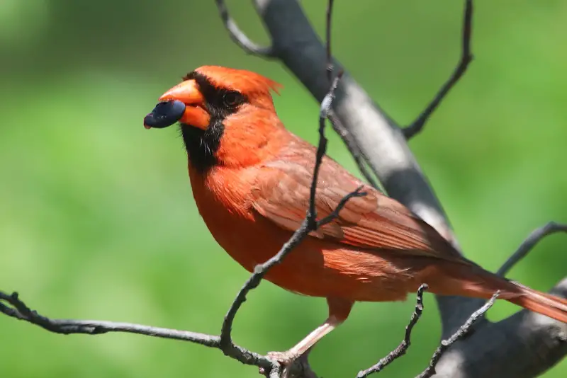 Photo of male Northern Cardinal feeding on a seed