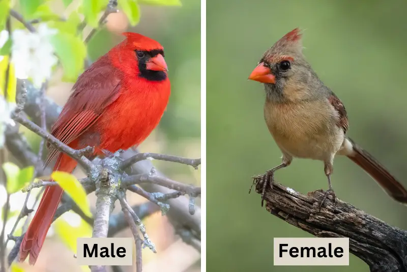 Photo of male Northern Cardinal on the left, and female Northern Cardinal on the right