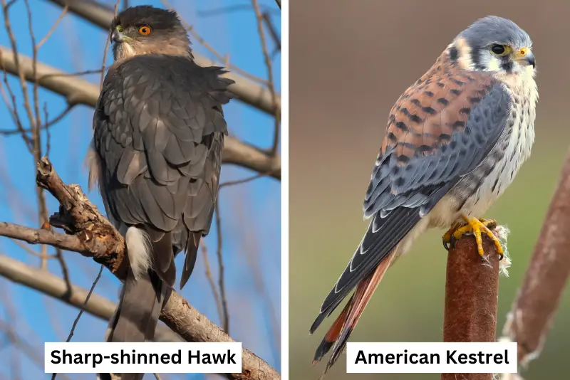Photo showing Sharp-shinned Hawk on the left, and American Kestrel on the right, both perched on a branch