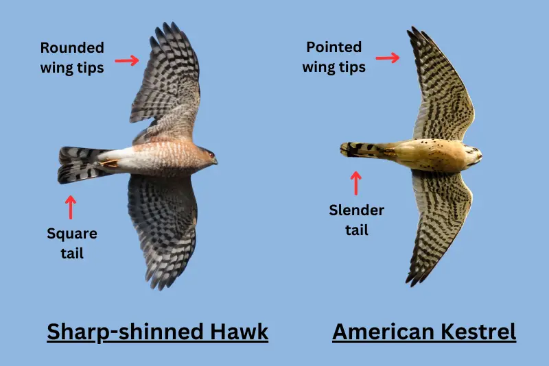 Photo showing key differences between Sharp-shinned Hawk (on the left) and American Kestrel (on the right), when viewed from below in flight
