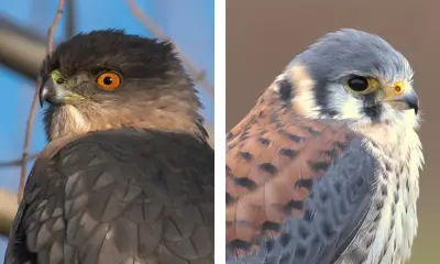 Sharp-shinned Hawk vs American Kestrel