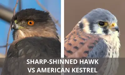 Side by side comparison of Sharp-shinned Hawk vs American Kestrel