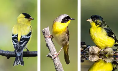 Small yellow and black birds