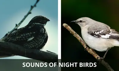 Sounds of night birds