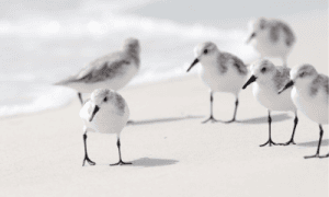 Types of beach birds