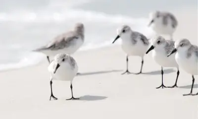 Types of beach birds