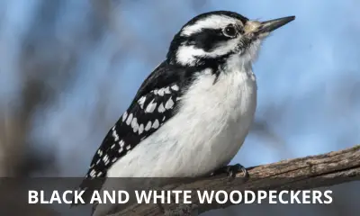 Types of black and white woodpeckers