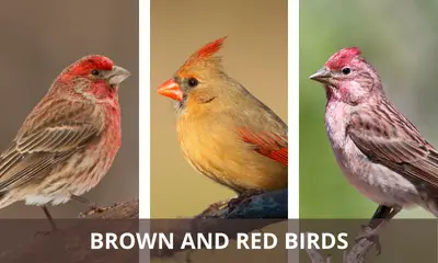 Types of brown and red birds