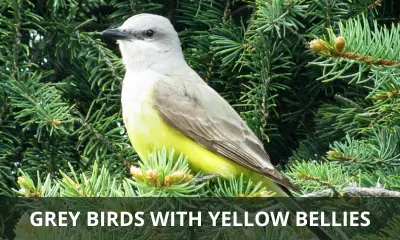 Types of grey birds with yellow bellies
