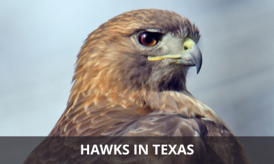 Types of hawks in Texas
