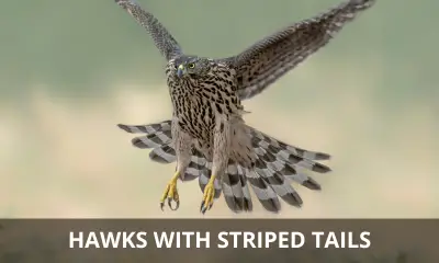 Types of hawks with striped tails