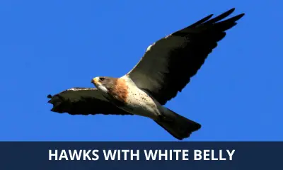 Types of hawks with white bellies