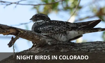 Types of night birds in Colorado