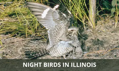 Types of night birds in Illinois