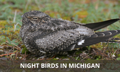 Types of night birds in Michigan