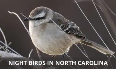 Types of night birds in North Carolina