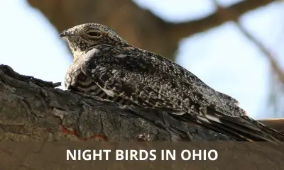 Types of night birds in Ohio