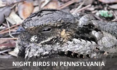 Types of night birds in Pennsylvania