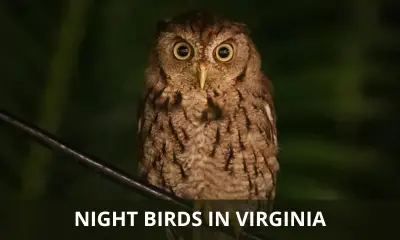 Types of night birds in Virginia