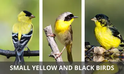 Types of small yellow and black birds