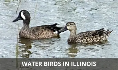 Types of water birds in Illinois