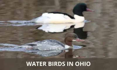 Types of water birds in Ohio