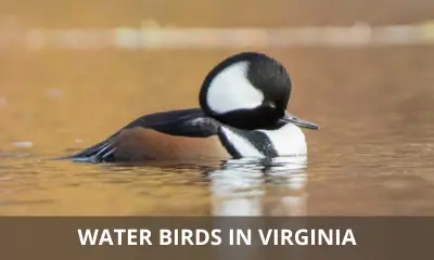 Types of water birds in Virginia