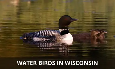 Types of water birds in Wisconsin