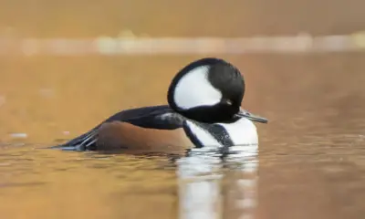 Water birds in Virginia