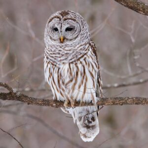 South Carolina owl sounds