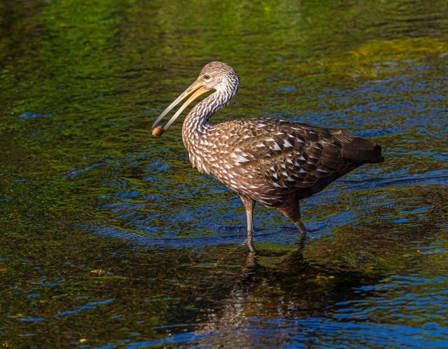 Close-up of a Limpkin wading through water, showcasing its unique plumage and environment.
