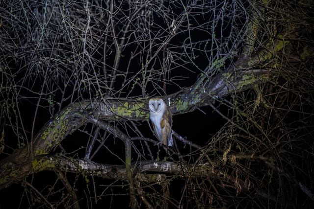 A barn owl sitting on a tree branch amidst tangled branches during nighttime.