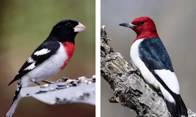 Black, red and white birds