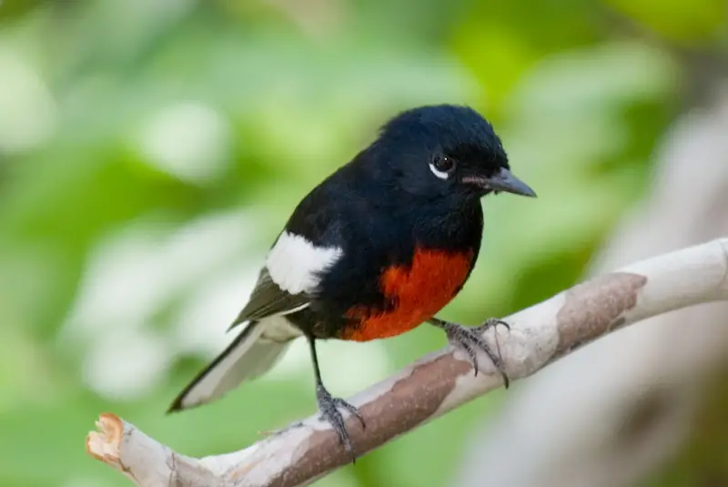 Photo of Painted Redstart adult male