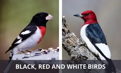 Types of black red and white birds