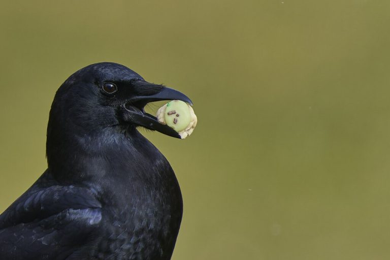American Crow with a christmas tree cookie in mouth