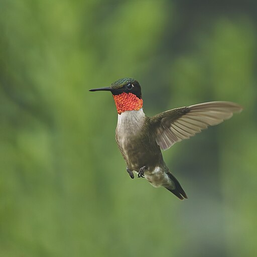 ruby throated hummingbird flying