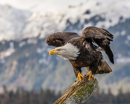 Bald Eagle About To Fly