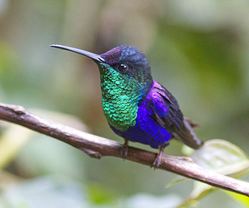 Purple Plumage: Discovering Some of Nature’s  Purple Birds