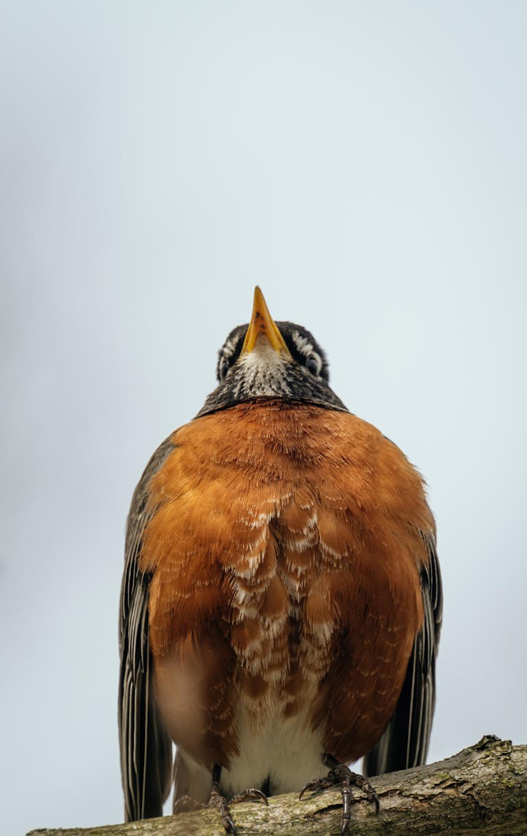 Close-up Photo of a American Robin Bird