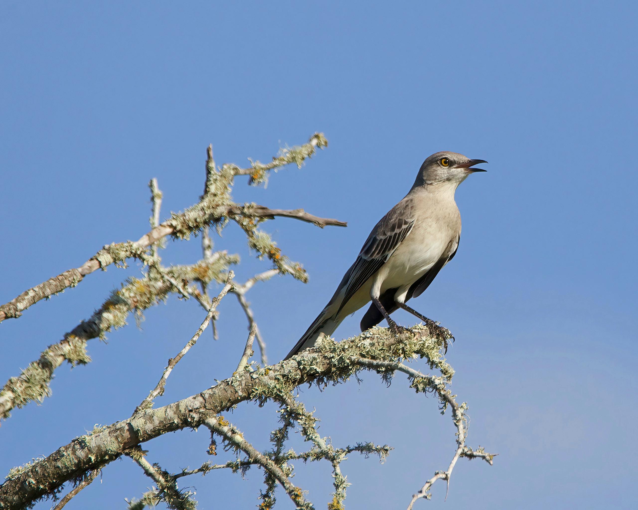 Northern Mockingbird Standing on a Tree Branch