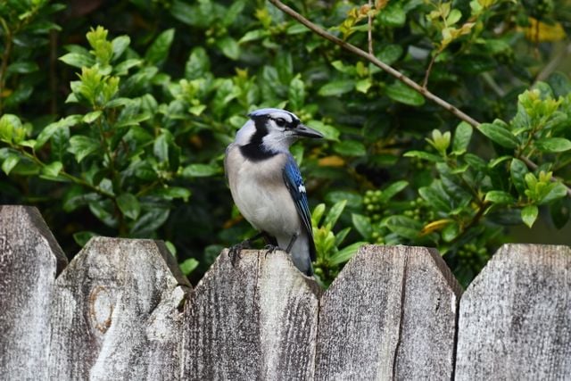 Blue Jay perched on a rustic wooden fence amidst lush greenery in Diamondhead, MS.