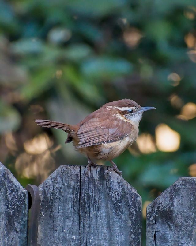 A Carolina Wren perched on a rustic wooden fence in natural surroundings.