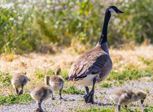 Canadian Goose with Chicks