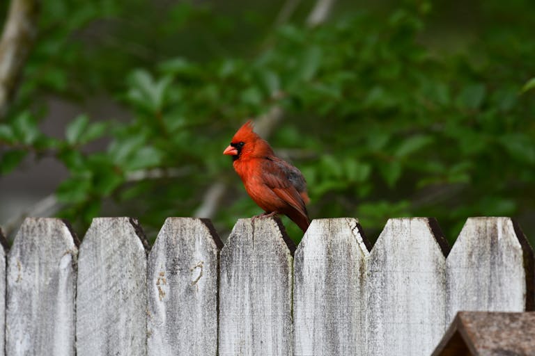Red Cardinal Bird Perched on White Wooden Fence