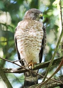 Broad-winged Hawk in tree